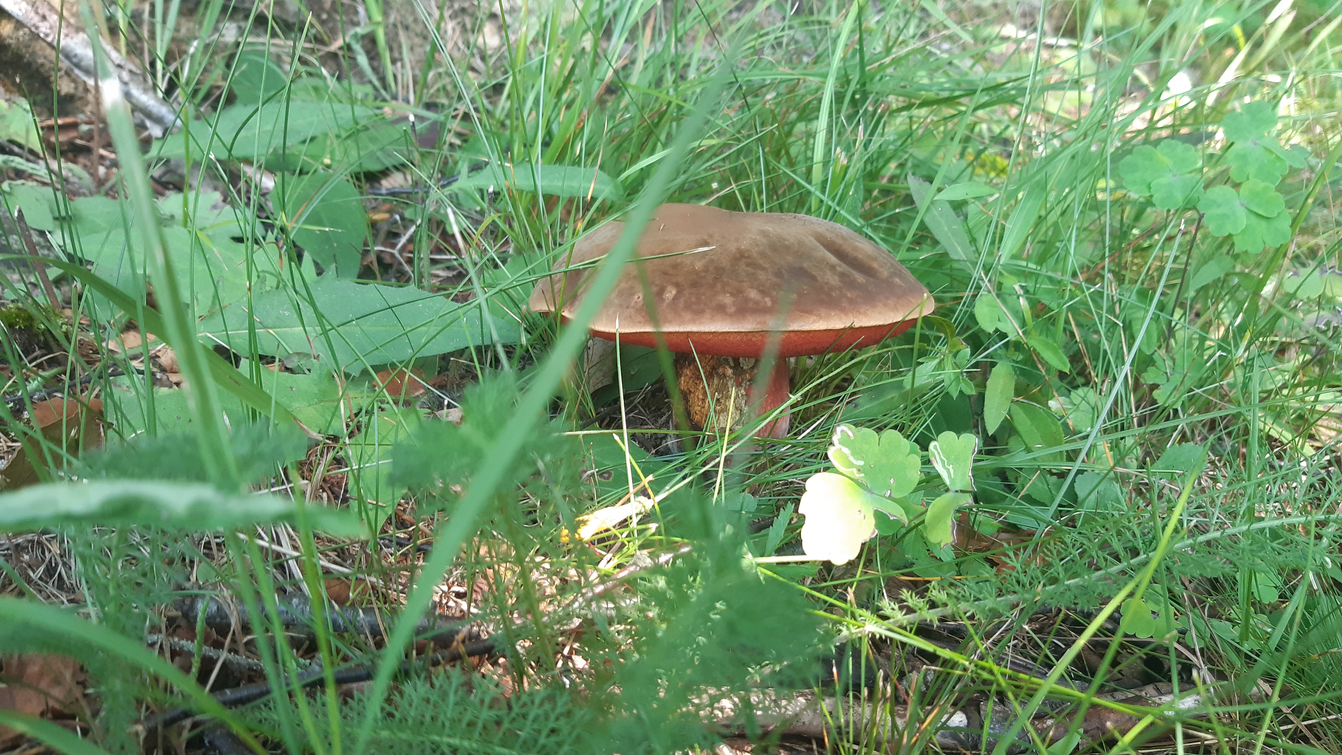 🌲 Природа