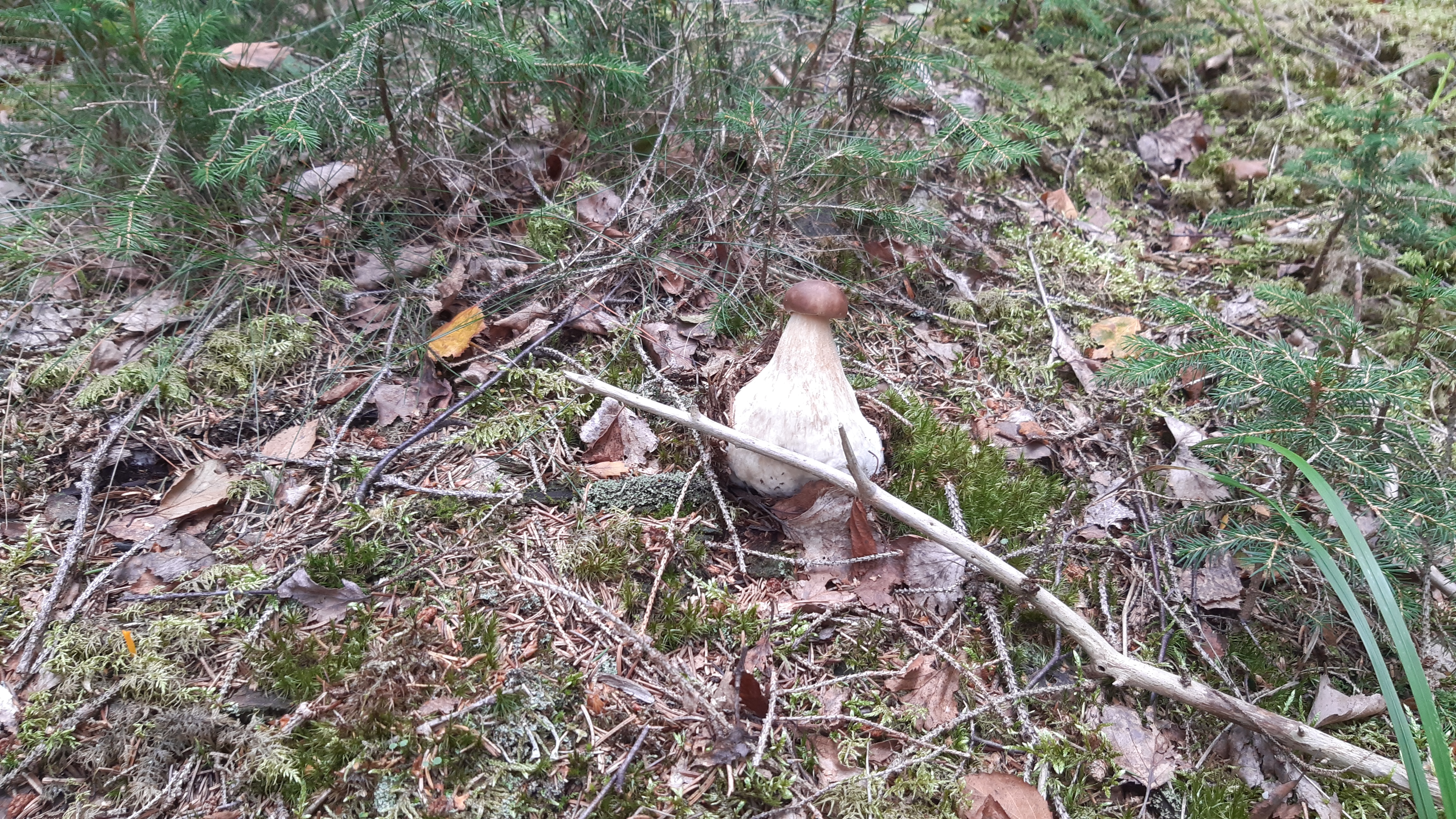 🌲 Природа
